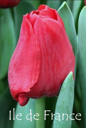 le de France - Шикарный, яркий тюльпан,тёмно-красного цвета. Высота 45-60 см.